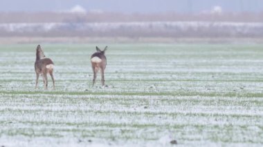 Güzel karaca geyikler sabah ışık.