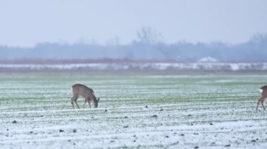 Güzel karaca geyikler sabah ışık.