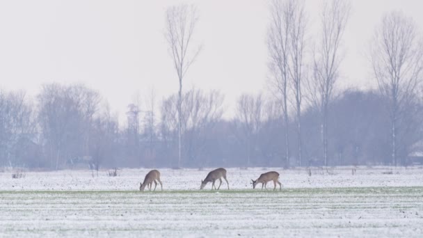 Beautiful Roe Deers Morning Light — Stock Video