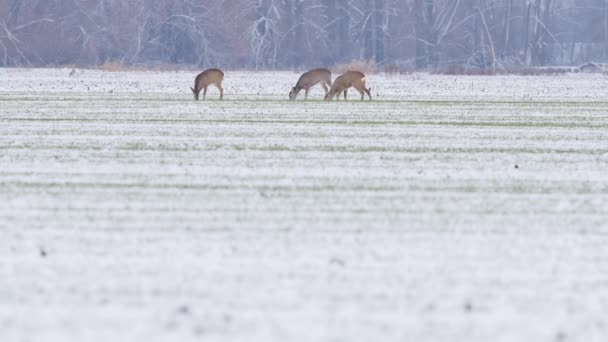 Schöne Rehe Morgenlicht — Stockvideo