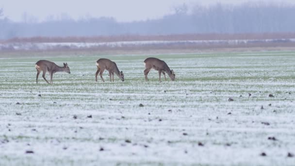 Mooie Roe Herten Ochtend Licht — Stockvideo