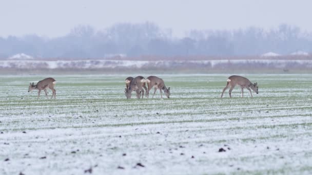 Beautiful Roe Deers Morning Light — Stock Video