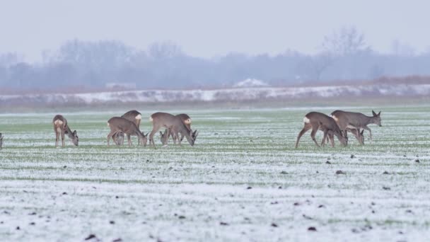 Belles Chevreuils Dans Lumière Matin — Video