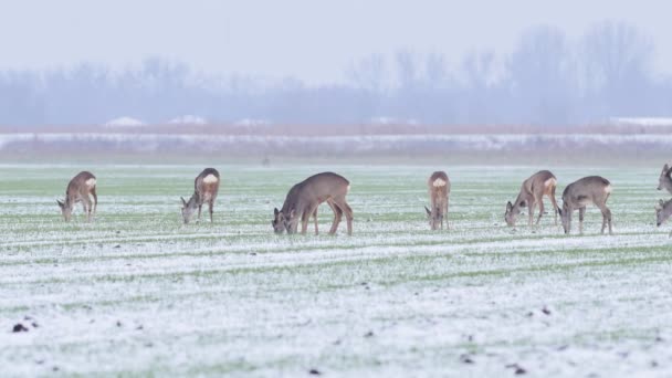 Belles Chevreuils Dans Lumière Matin — Video