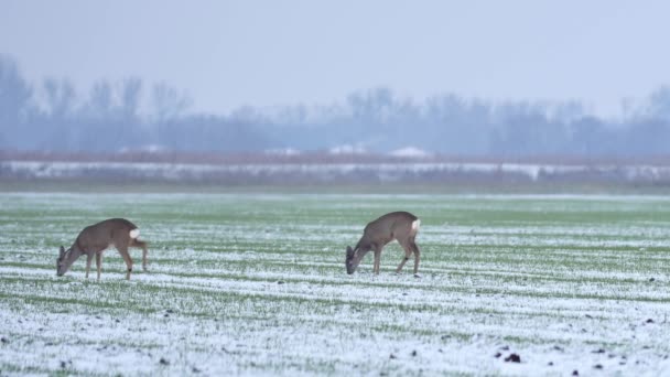 Belles Chevreuils Dans Lumière Matin — Video