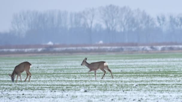 Beautiful Roe Deers Morning Light — Stock Video