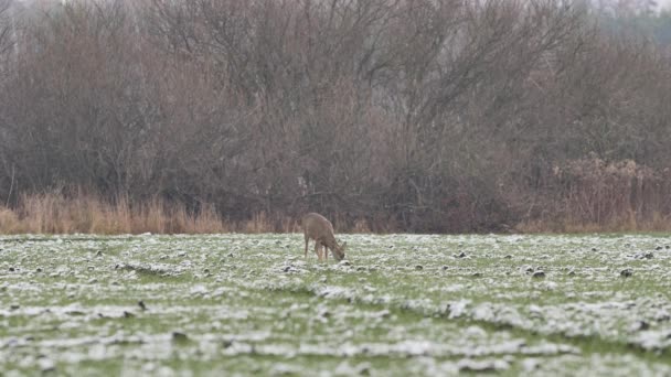 Belles Chevreuils Dans Lumière Matin — Video