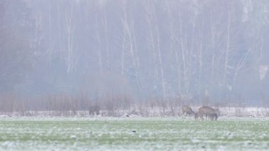 Güzel karaca geyikler sabah ışık.
