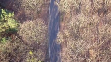 Yolun ormanın ortasında. Ağaçlar ve sonbahar ışık yol.