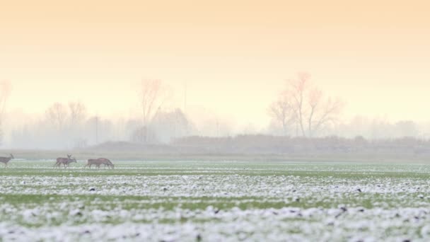 Beautiful Roe Deers Morning Light — Stock Video