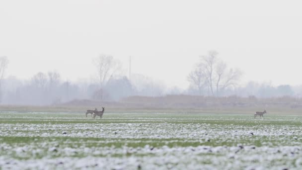 Piękny Sarny Świetle Poranka — Wideo stockowe