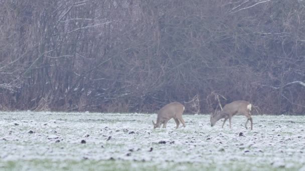 Belles Chevreuils Dans Lumière Matin — Video