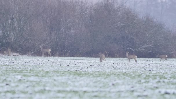 Mooie Roe Herten Ochtend Licht — Stockvideo