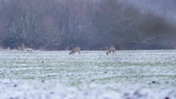 Belles Chevreuils Dans Lumière Matin — Video