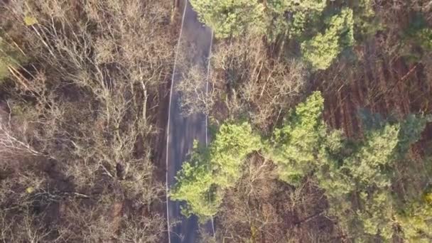 Road Middle Forest Trees Road Autumn Light — Stock Video