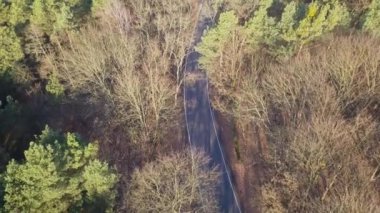 Yolun ormanın ortasında. Ağaçlar ve sonbahar ışık yol.