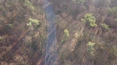 Yolun ormanın ortasında. Ağaçlar ve sonbahar ışık yol.