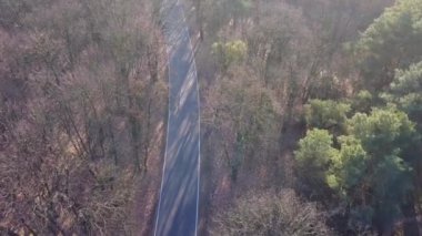 Yolun ormanın ortasında. Ağaçlar ve sonbahar ışık yol.