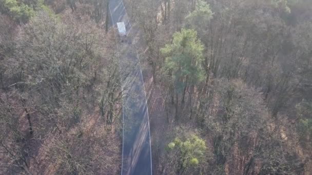 Strada Mezzo Alla Foresta Alberi Strada Luce Autunnale — Video Stock