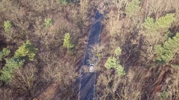 在森林的中间的路 秋天的光中的树木和道路 — 图库视频影像