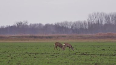 Güzel karacalar, sıcak, bahar ışığında Avrupa doğa.