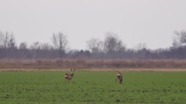 Güzel karacalar, sıcak, bahar ışığında Avrupa doğa.
