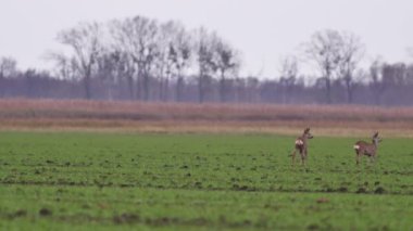 Güzel karacalar, sıcak, bahar ışığında Avrupa doğa.