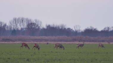 Güzel karacalar, sıcak, bahar ışığında Avrupa doğa.