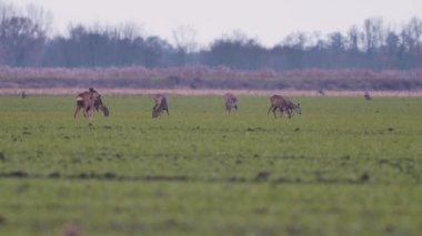 Güzel karacalar, sıcak, bahar ışığında Avrupa doğa.