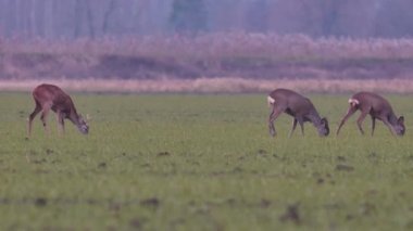 Güzel karacalar, sıcak, bahar ışığında Avrupa doğa.