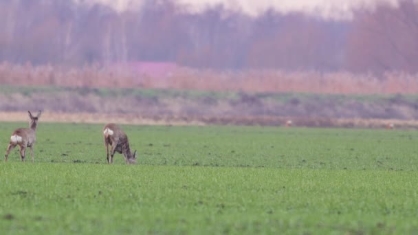 美丽的鹿 欧洲自然在温暖 春天的光 — 图库视频影像