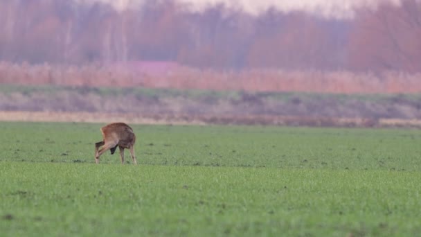 Vackra Roe Deers Europeisk Natur Varmt Vårljus — Stockvideo