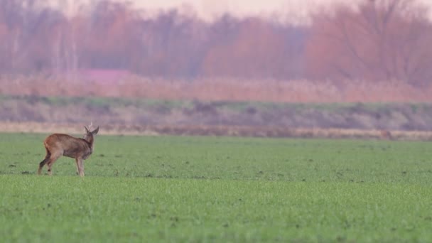 Mooie Roe Deers Europese Natuur Warm Lente Licht — Stockvideo