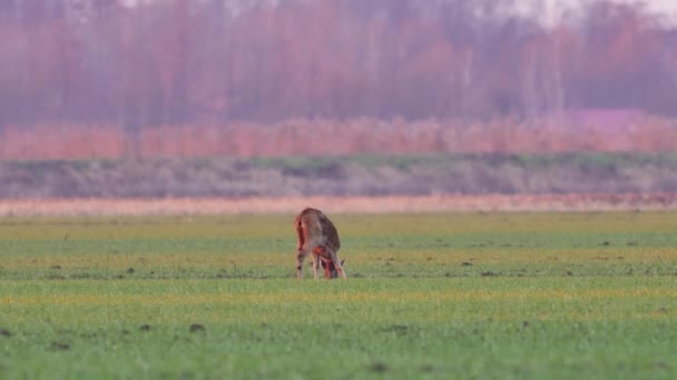 Belos Cervos Ovinos Natureza Europeia Quente Luz Primavera — Vídeo de Stock