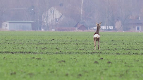 Belos Cervos Ovinos Natureza Europeia Quente Luz Primavera — Vídeo de Stock