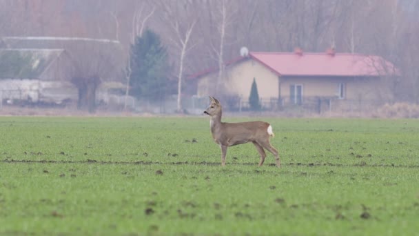 Bellissimi Caprioli Natura Europea Calda Luce Primaverile — Video Stock