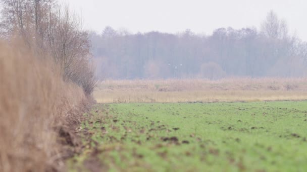 Belos Cervos Ovinos Natureza Europeia Quente Luz Primavera — Vídeo de Stock