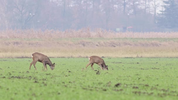 Mooie Roe Deers Europese Natuur Warm Lente Licht — Stockvideo