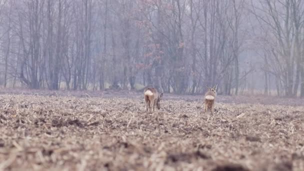 Roe Deers Indah Alam Eropa Hangat Cahaya Musim Semi — Stok Video
