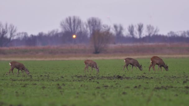 Bellissimi Caprioli Natura Europea Calda Luce Primaverile — Video Stock