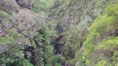 Madeira 'nın manzarası. Yeşil tepeler, ılık güneş ışığında güzel ağaçlar..