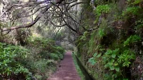 Levada Auf Madeira Touristenpfad Auf Der Frühlingsinsel — Stockvideo