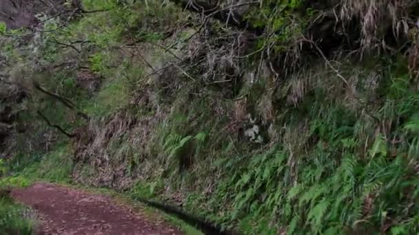 Levada Madeira Caminho Turístico Ilha Primavera — Vídeo de Stock