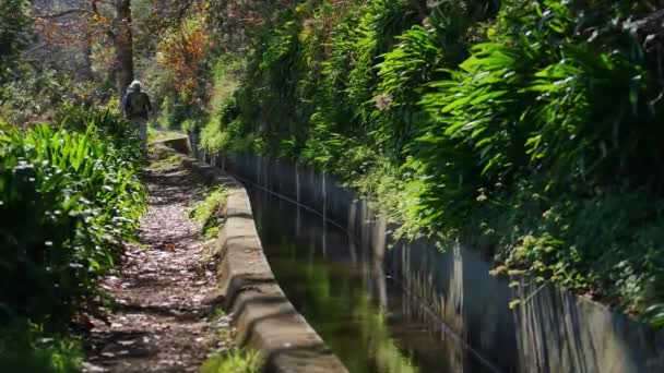 Levada Auf Madeira Touristenpfad Auf Der Frühlingsinsel — Stockvideo