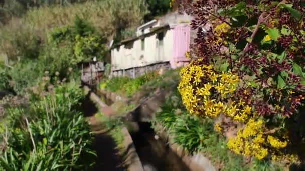 Levada Madeira Caminho Turístico Ilha Primavera — Vídeo de Stock