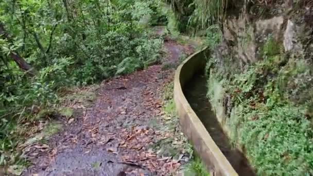 Levada Auf Madeira Touristenpfad Auf Der Frühlingsinsel — Stockvideo