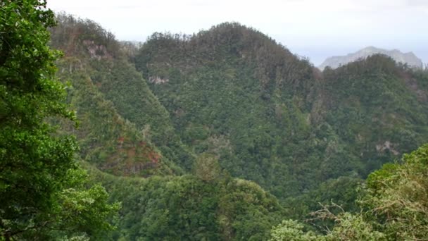 Levada Dos Balces Beautiful Green Hills Madeira — Stock Video