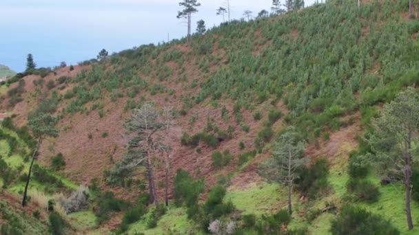 Paisaje Madeira Colinas Verdes Hermosos Bosques Cálida Luz Del Sol — Vídeo de stock