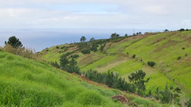 Paisagem Madeira Colinas Verdes Belas Florestas Luz Solar Quente — Vídeo de Stock