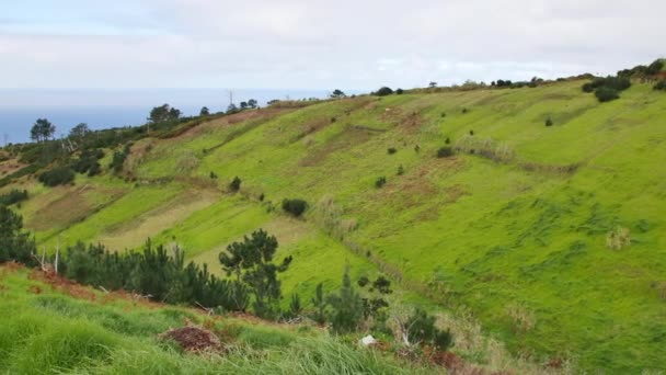 Landschaft Von Madeira Grüne Hügel Schöne Wälder Warmen Sonnenlicht — Stockvideo